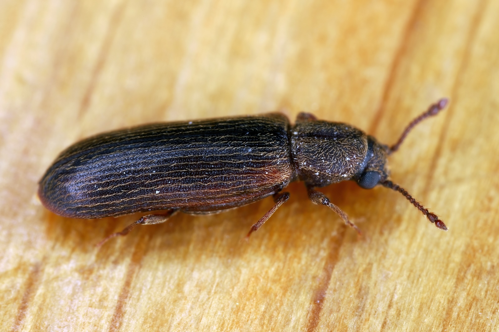 Close-up of a powder post beetle on wood