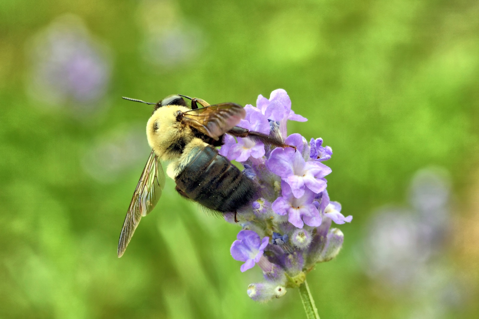 Close-up of a carpenter bee on a lavender flower