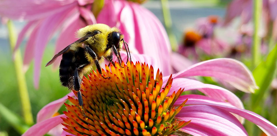 Close-up of a bee on a flower - Outlast® NBS 30 CTA Products